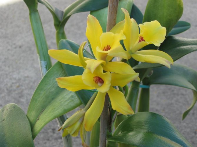 Разцвет на орхидея