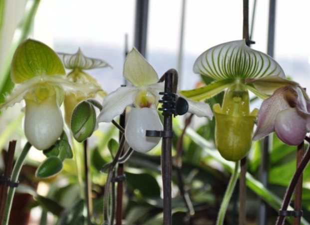 orkidéblomning