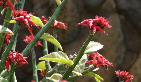 Pedilanthus berbunga