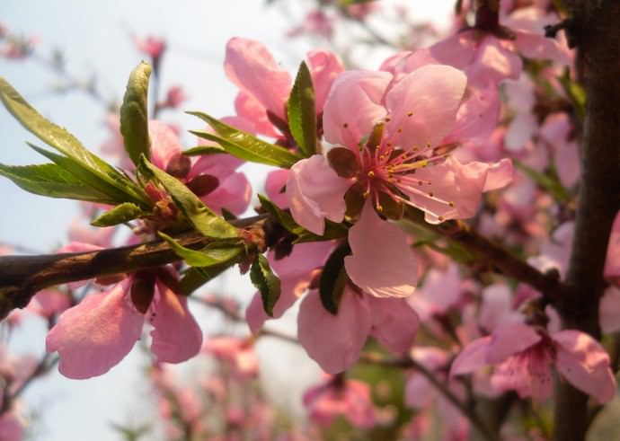 Ang mga bulaklak ng peach sa Belarus ay nahuhulog sa panahon mula Abril 20 hanggang Mayo 5