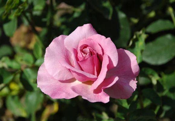 floare de trandafir