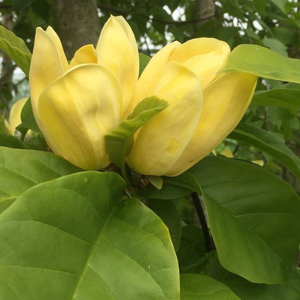 Blühende Magnoliensorte Yellow Bird