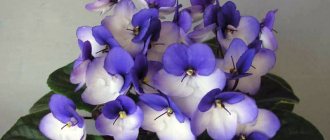 Blommande uzambara violett