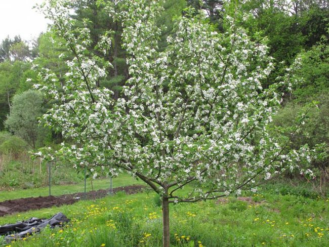 Flowering apple-tree varieties of lungwort