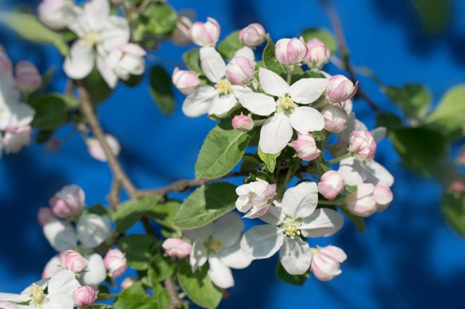 Apple Blossom Wellsey