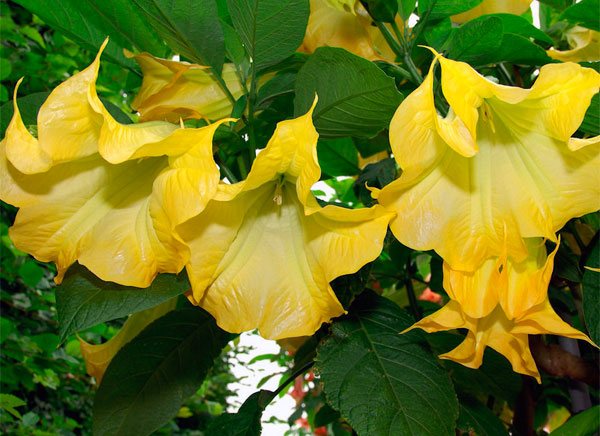 Blommande gyllene eller gula brugmansia