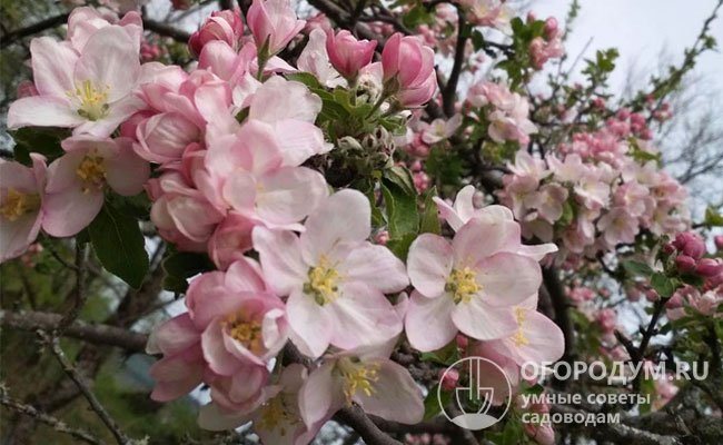 The tree blooms in May, flowers with white-pink petals, rather small in size, almost flat