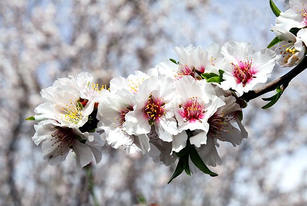 يزهر اللوز في مارس وأبريل بزهور بيضاء أو وردية فاتحة