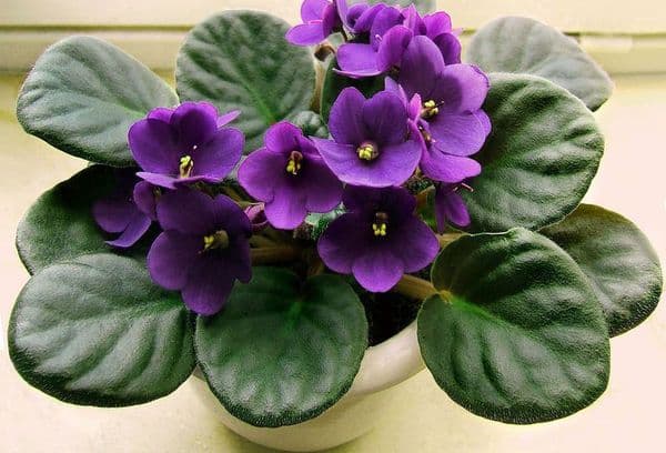 Violette blommor