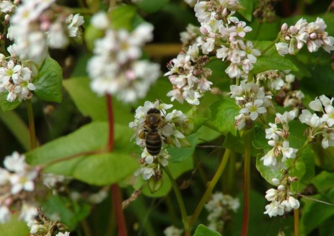 Buckwheat flowers are excellent honey plants