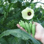 Okra flowers and fruits