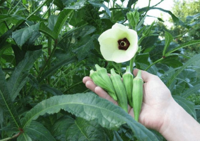 Okra flowers and fruits