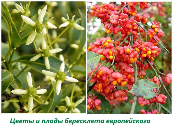Flowers and fruits of European spindle tree