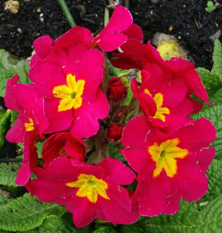 Brick red flowers
