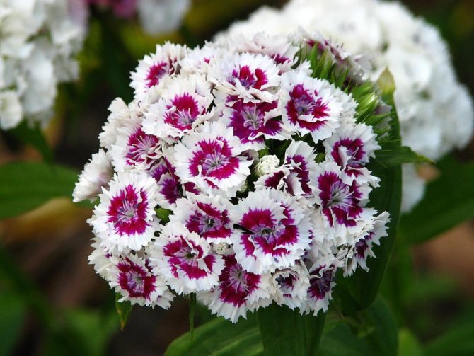 Chinese carnation flowers