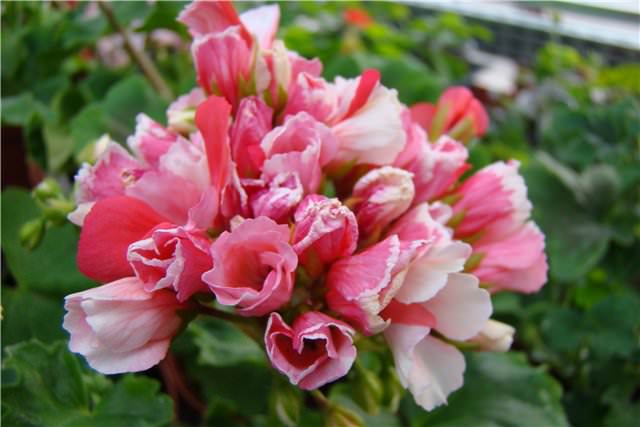 Ang mga bulaklak sa isang tulip geranium ay hindi lumalaki nang paisa-isa, ngunit nakolekta sa mga inflorescence