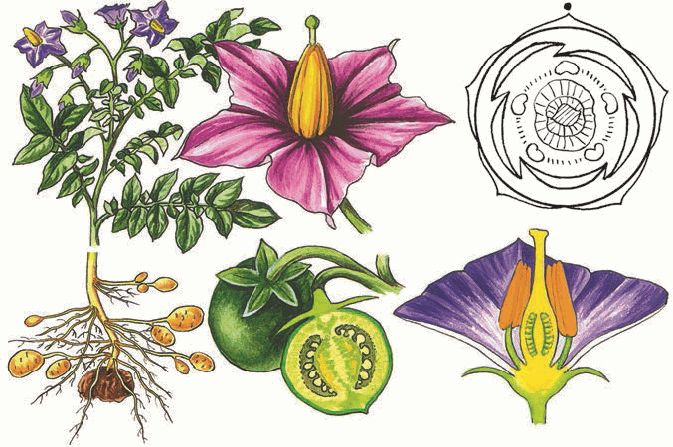 Květiny, ovoce a obecný vzhled brambor