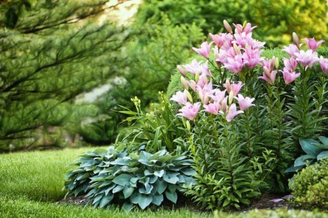 Цветна градина на лилейници, лилии и домакин