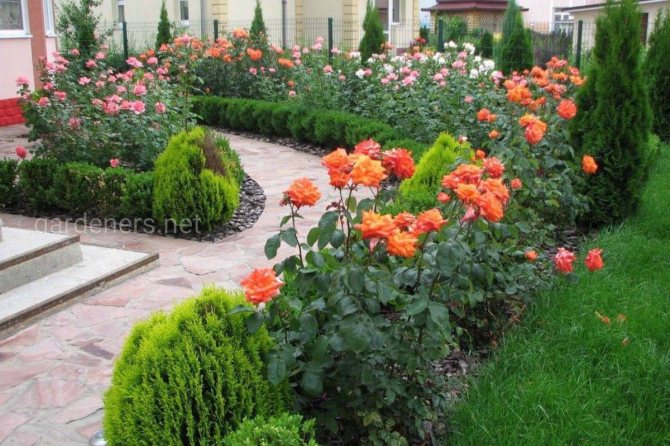 blomsterträdgård med rosor