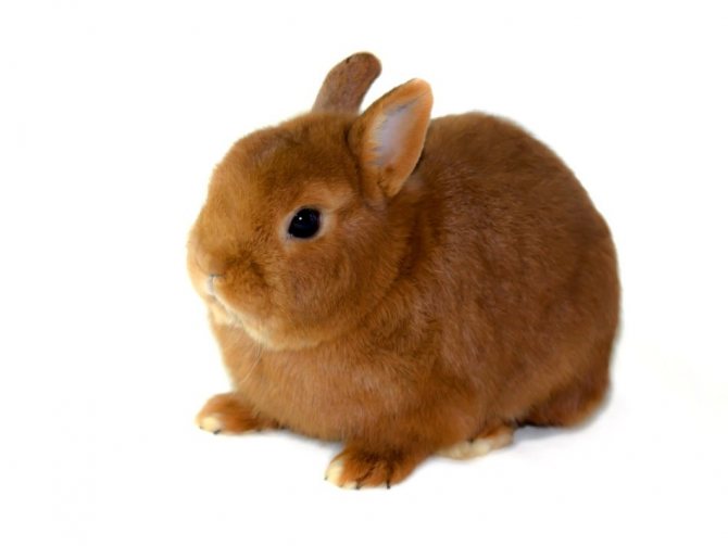 Colored shorthaired dwarf rabbit