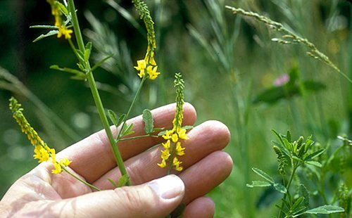 Wild buckwheat flowers in hand
