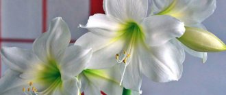 blomma amaryllis hemvård