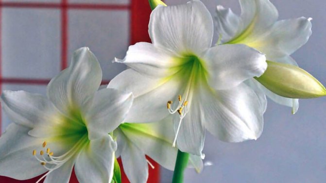blomma amaryllis hemvård