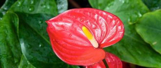 Anthuriumblomma - en beskrivning av hur det ser ut, vilka färger finns det, huvudtyperna, planteringsregler