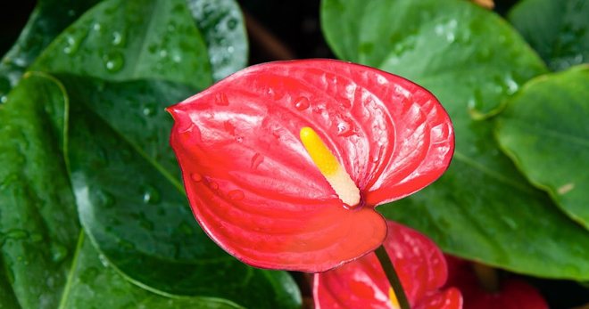 Anthuriumblomma - en beskrivning av hur det ser ut, vilka blommor är, huvudtyperna, planteringsregler