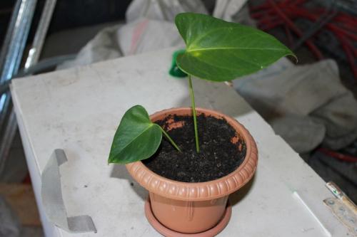 Anthurium flower transplant and home care. Anthurium transplant