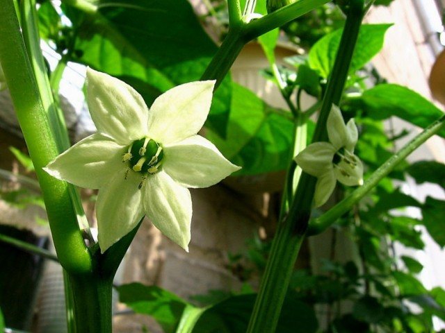 floare de ardei gras