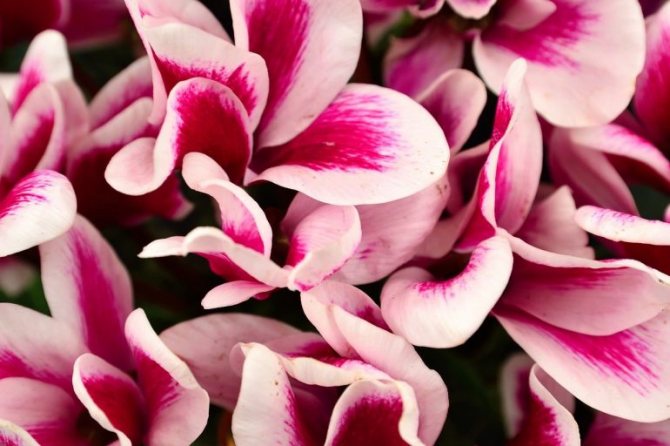 Cyclamen flower