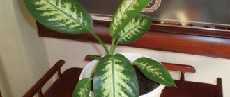 Dieffenbachia flower: variety of species and home care secrets
