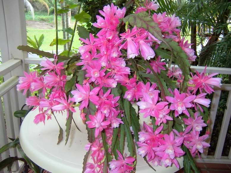 زهرة Epiphyllum كيفية العناية بالصور في المنزل