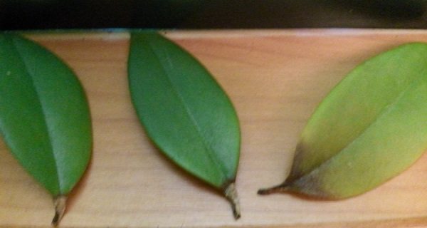pag-aalaga ng bulaklak eschinanthus sa bahay