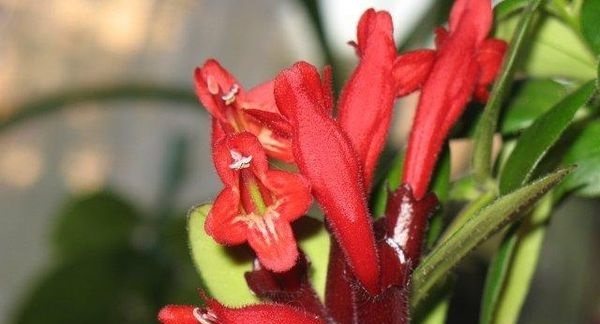 زهرة eschinanthus