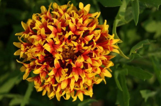 Květina Gaillardia Lollipup bicolor fotografie v zahradě