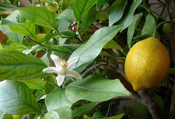 زهرة وفاكهة على شجرة ليمون