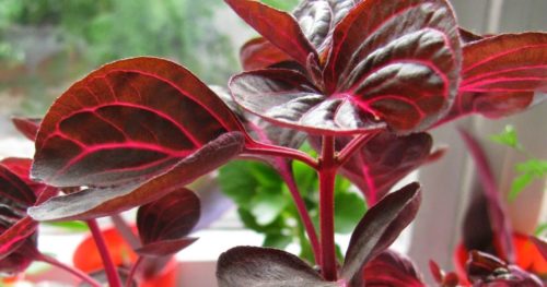 Цвете ирезин - описание, препоръки за грижа за растенията
