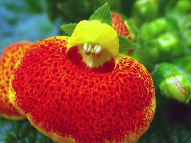 زهرة Calceolaria عن قرب