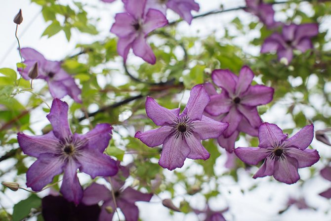 Clematis flower care
