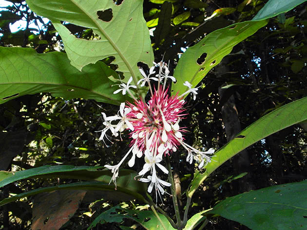 Clerodendrum blomma