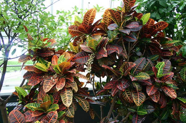 Croton flower photo and how to care for a photo