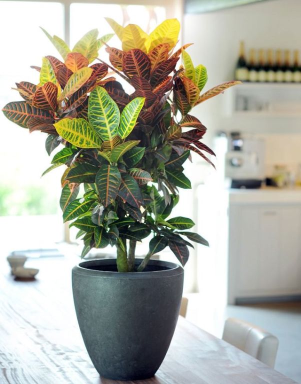 Floarea Croton: îngrijire la domiciliu, udare, transplant și reproducere