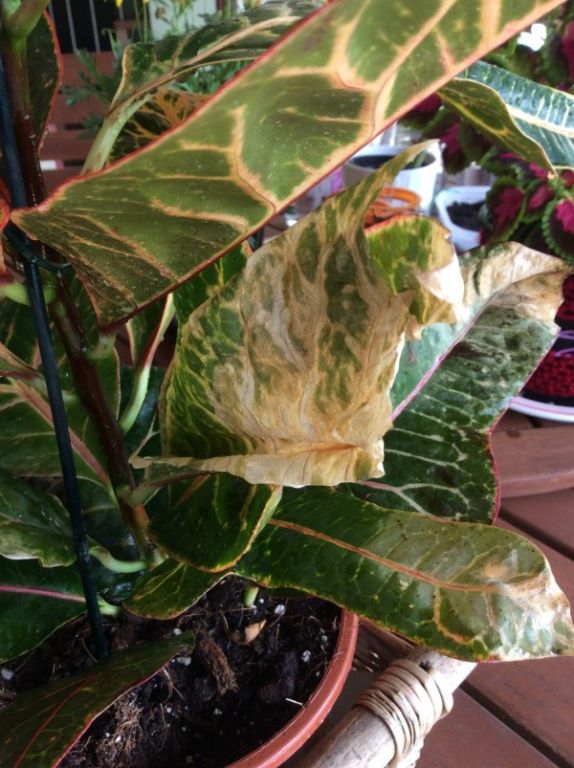 Croton flower: home care, watering, transplanting and reproduction