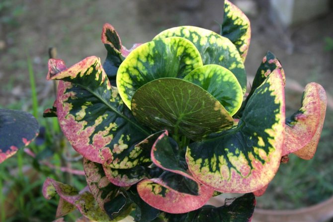 Fleur de Croton: soins à domicile, arrosage, repiquage et reproduction