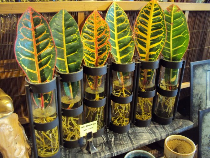 Croton na bulaklak: pangangalaga sa bahay, pagtutubig, paglipat at pagpaparami