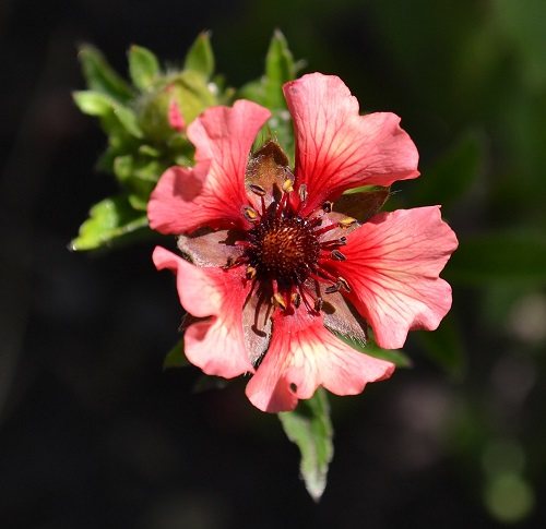 Potentilla flower - growing and care