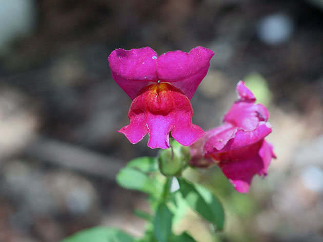 Snapdragon flower
