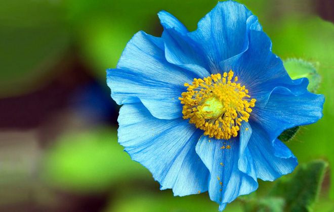 цвете мак синьо